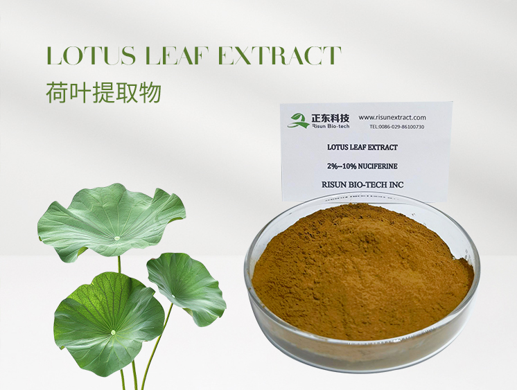 Lotus Leaf Extract