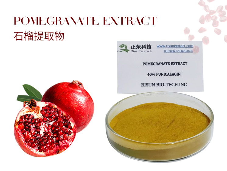 Elederberry Extract